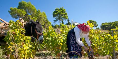Prvi hrvatski muzej vinogradarstva i vinarstva - 3
