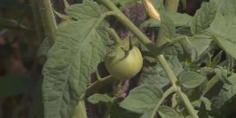 Zelena rajčica (Foto: Dnevnik.hr)