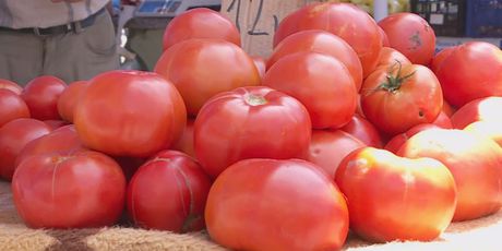 Zrele rajčice (Foto: Dnevnik.hr)