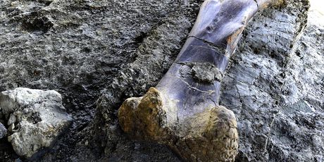 Divovska bedrena kost dinosaura pronađena u Francuskoj (Foto: AFP) - 1