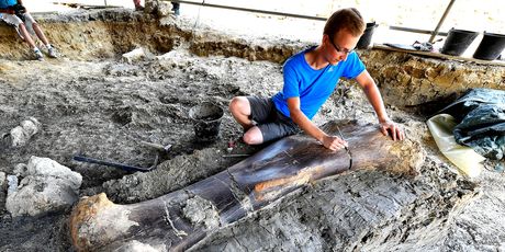 Divovska bedrena kost dinosaura pronađena u Francuskoj (Foto: AFP) - 2