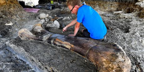 Divovska bedrena kost dinosaura pronađena u Francuskoj (Foto: AFP) - 3
