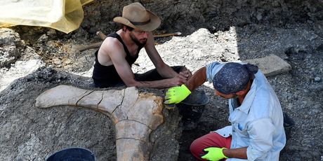 Divovska bedrena kost dinosaura pronađena u Francuskoj (Foto: AFP) - 4