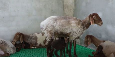 Crvene ovca u Kina - 5