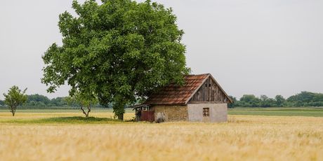 Baranja - 1