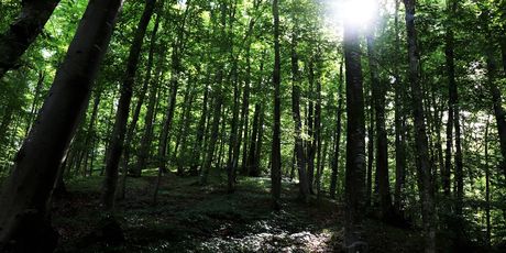 Brodsko-posavska županija - 4