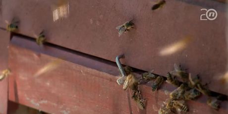 Pomor pčela, nema krivca - 2