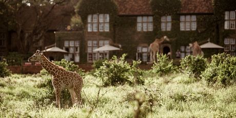 Giraffe manor hotel, Kenija - 2
