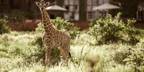 Giraffe manor hotel, Kenija - 1