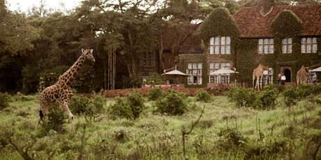 Giraffe manor hotel, Kenija - 2