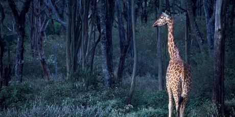 Giraffe manor hotel, Kenija - 3