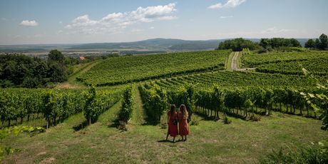 Cesta ruža i vina, vinarija Markota
