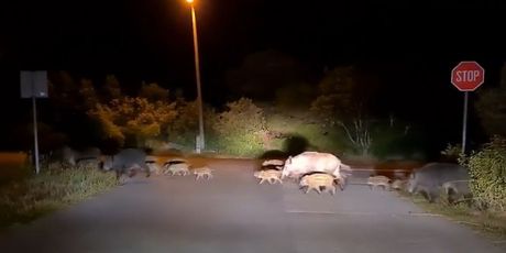 Divlje svinje na jugu Istre - 4