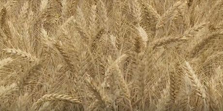 Polje pšenice - 1