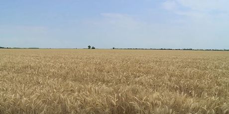 Polje pšenice - 3
