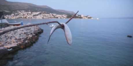 Pomor ribe u Dalmaciji - 1