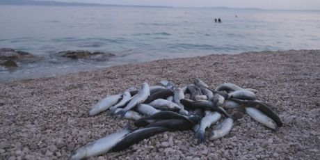 Pomor ribe u Dalmaciji - 5