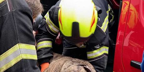Spašavanje psa nakon požara - 3