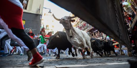 Borba s bikovima u Pamploni