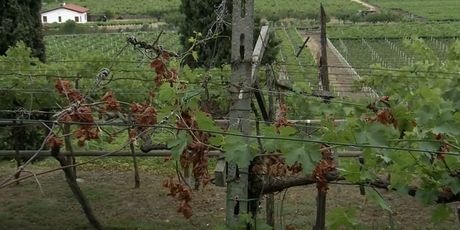 Vinograd u Italiji