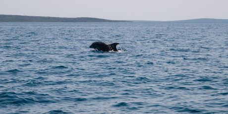 Lošinj - 20