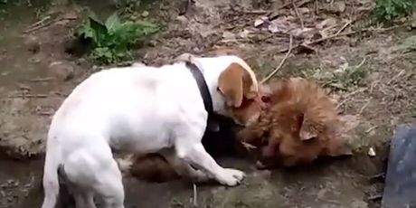 Pas jede leš drugog psa