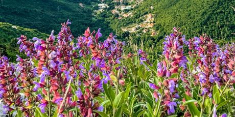 Moščenićka Draga sa Zijavice