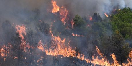 Požar u Grebastici - 8