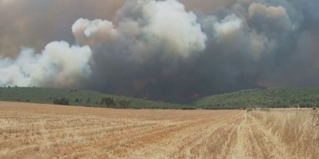 Požari u Grčkoj, ilustracija - 3