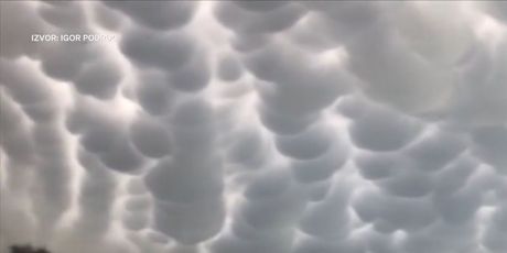 Mammatus oblaci - 5