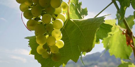 Graševina - 2