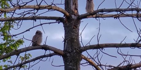 Samsung Galaxy S24 Ultra - recenzija - 2