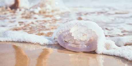 Meduza