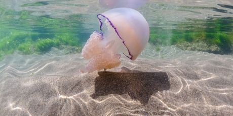 Meduza