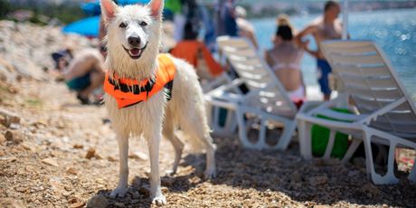 Pseće plaže - 2