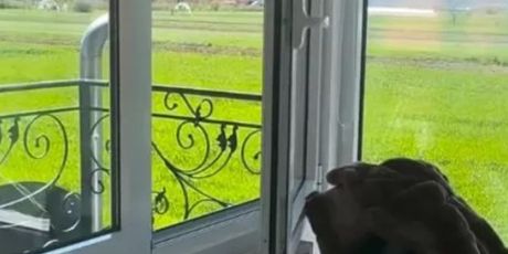 Rodna kuća Milice Pavlović - 3