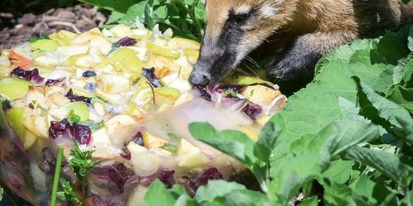 Sladoled za životinje u zagrebačkom Zoološkom vrtu - 4