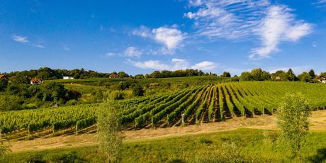 Vinograd u Popovači