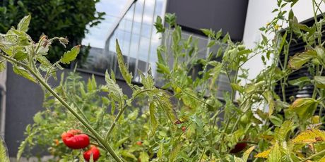 Novi hobi Mate Rimca - 3