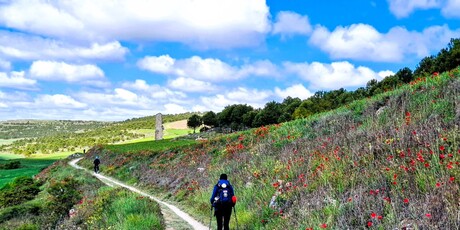 Camino - 82