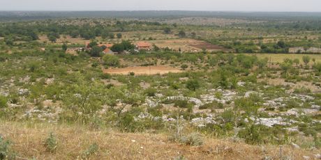 Bribirska glavica