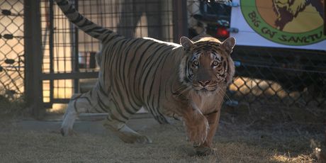 Tigar (Foto: Arhiva/AFP)