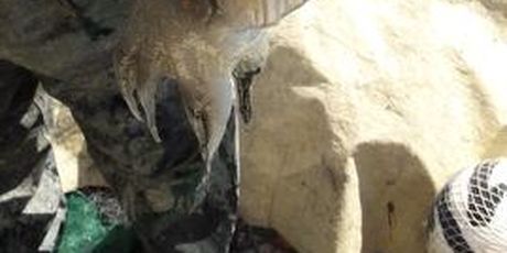 Ribar s Krka ulovio sipu težu od 4 kilograma (Foto: Dnevnik.hr)