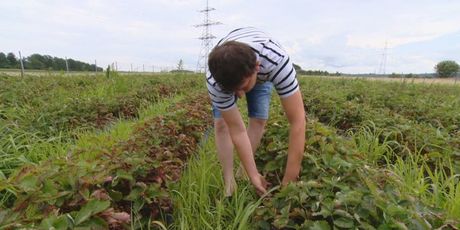 Zbog nedostatka radnika poljoprivrednicima probada urod (Foto: Dnevik.hr) - 2