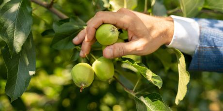 Tvrtka Rabo godišnje proizvede oko 6 tisuća tona jabuka