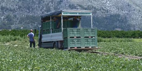 Uvoz uništava poljoprivredu u Neretvi (Foto: Dnevnik.hr) - 1