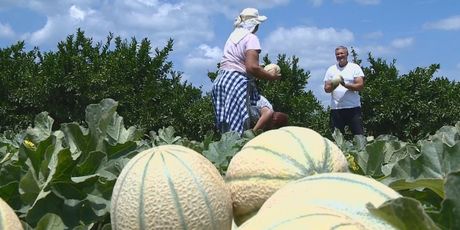 Uvoz uništava poljoprivredu u Neretvi (Foto: Dnevnik.hr) - 2