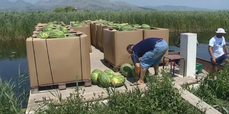 Uvoz uništava poljoprivredu u Neretvi (Foto: Dnevnik.hr) - 3