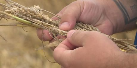 Počela žetva pšenice (Foto: Dnevnik.hr) - 1