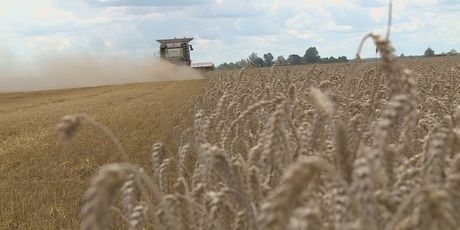 Počela žetva pšenice (Foto: Dnevnik.hr) - 3